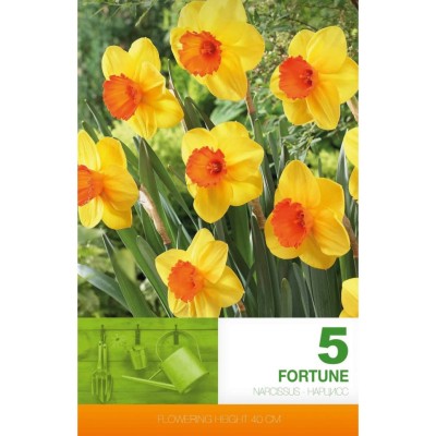 Нарцис Фортуна / Narcissus Fortune - 5 бр луковици