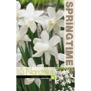 Нарцис Айс бейби / Narcissus Ice Baby - 5 бр луковици