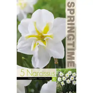 Нарцис Лимонена красота / Narcissus Lemon Beauty - 5 бр луковици