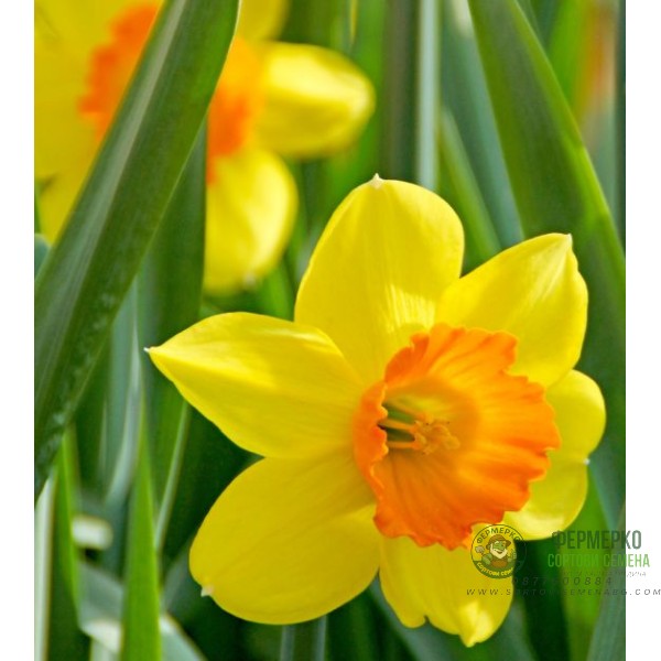 Нарцис Лавдей Narcissus Loveday - 5 бр луковици