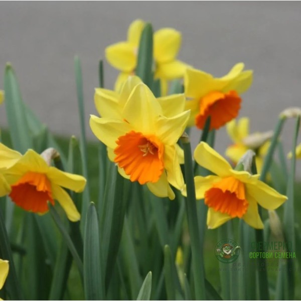 Нарцис Лавдей Narcissus Loveday - 5 бр луковици