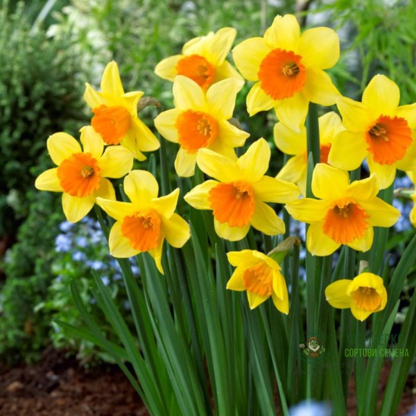 Нарцис Лавдей Narcissus Loveday - 5 бр луковици