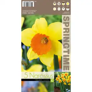 Нарцис Лавдей / Narcissus Loveday - 5 бр луковици