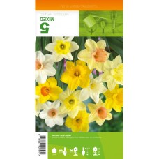 Нарцис Микс Голяма чашка Narcissus Large Cupped - 5 бр луковици