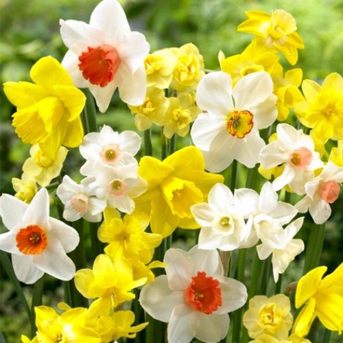 Нарцис Микс Тромпет / Narcissus Mix Trabkowy - 3 бр луковици Нарцис Микс Тромпет / Narcissus Mix Trabkowy - 3 бр луковици