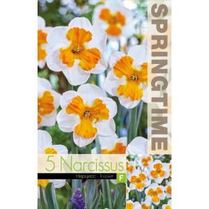 Нарцис Триколет / Narcissus Tricolett - 5 бр луковици