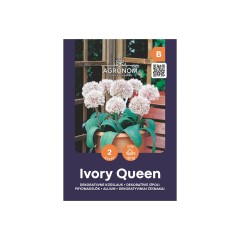 Декоративен лук Кралица на слоновата кост Allium Ivory Queen - AGRONOM - 2 бр луковици