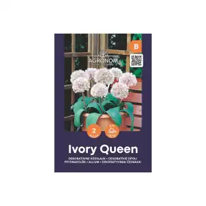 Декоративен чесън Кралица на слоновата кост / Allium Ivory Queen - AGRONOM - 2 бр луковици