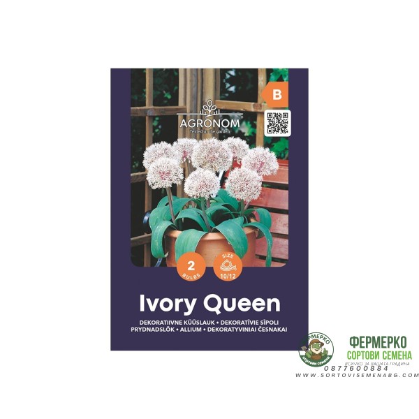 Декоративен лук Кралица на слоновата кост Allium Ivory Queen - AGRONOM - 2 бр луковици