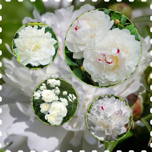 Божур Бял Фестива Максима / Paeonia Festiva Maxima (Paeonia lactiflora) - 1 бр луковицa