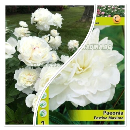 Божур Бял Фестива Максима / Paeonia Festiva Maxima (Paeonia lactiflora) - 1 бр луковицa