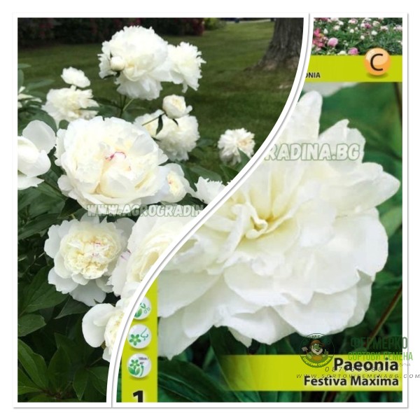 Божур Бял Фестива Максима Paeonia Festiva Maxima (Paeonia lactiflora) - 1 бр луковицa