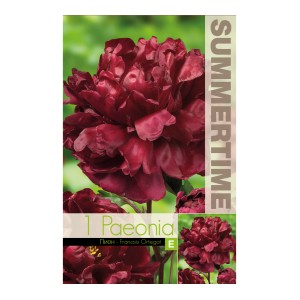 Божур Китайски Кадифен / Paeonia Francois Ortegat (Paeonia lactiflora) - 1 бр луковицa