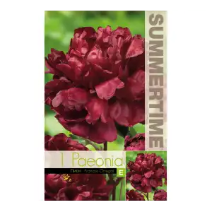 Божур Китайски Кадифен / Paeonia Francois Ortegat (Paeonia lactiflora) - 1 бр луковицa
