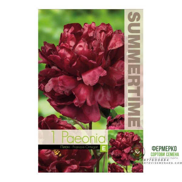 Божур Китайски Кадифен Paeonia Francois Ortegat (Paeonia lactiflora) - 1 бр луковицa