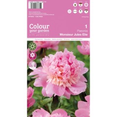 Божур Мосю Жул Ели Monsieur Jules Elie - 1 бр луковицa