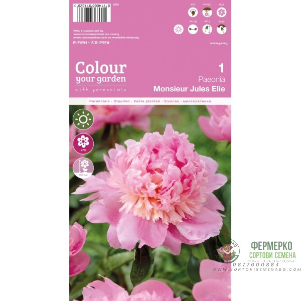 Божур Мосю Жул Ели Monsieur Jules Elie - 1 бр луковицa