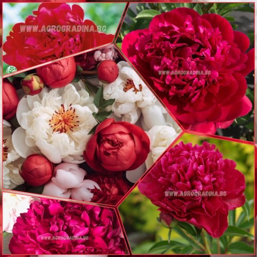 Божур Червен Двоен / Paeonia Paul Wild (Paeonia lactiflora) - 1 бр луковицa