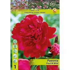 Божур Червен Двоен Paeonia Paul Wild (Paeonia lactiflora) - 1 бр луковицa