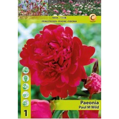 Божур Червен Двоен Paeonia Paul Wild (Paeonia lactiflora) - 1 бр луковицa