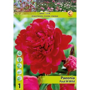 Божур Червен Двоен / Paeonia Paul Wild (Paeonia lactiflora) - 1 бр луковицa