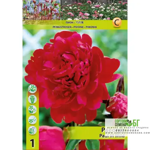 Божур Червен Двоен / Paeonia Paul Wild (Paeonia lactiflora) - 1 бр луковицa