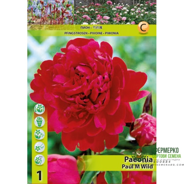 Божур Червен Двоен Paeonia Paul Wild (Paeonia lactiflora) - 1 бр луковицa