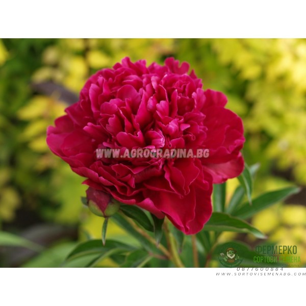 Божур Червен Двоен Paeonia Paul Wild (Paeonia lactiflora) - 1 бр луковицa Божур Червен Двоен Paeonia Paul Wild (Paeonia lactiflora) - 1 бр луковицa