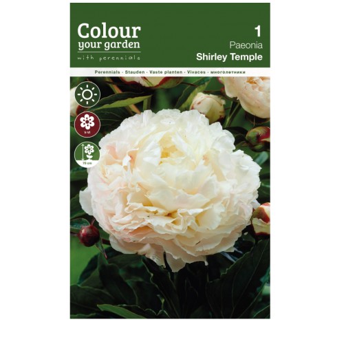 Божур Храмът Шърли / Paeonia Shirley Тemple (Paeonia lactiflora) - 1 бр луковицa