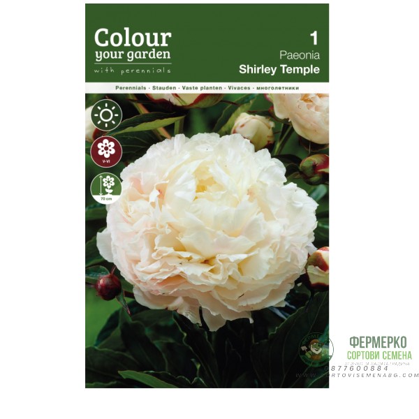 Божур Храмът Шърли Paeonia Shirley Тemple (Paeonia lactiflora) - 1 бр луковицa
