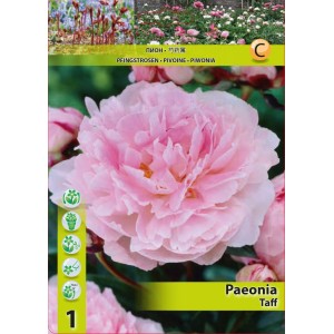 Божур Розов Тафф / Paeonia Taff - 1 бр луковица