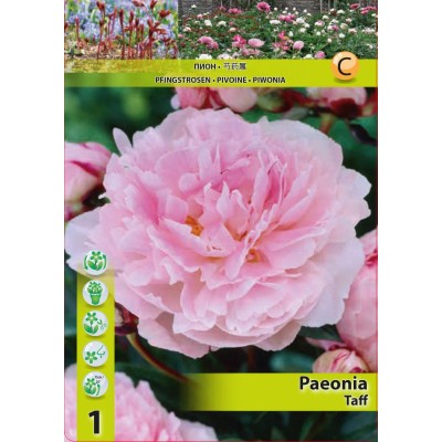 Божур Розов Тафф / Paeonia Taff - 1 бр луковица