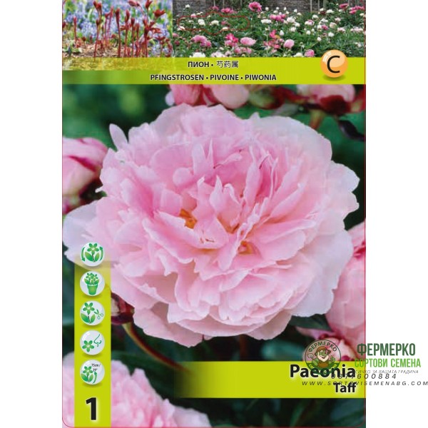Божур Розов Тафф Paeonia Taff - 1 бр луковица