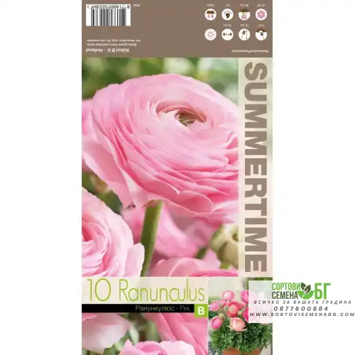 Лютиче Розово / Ranunculus Pink - 10 бр луковици