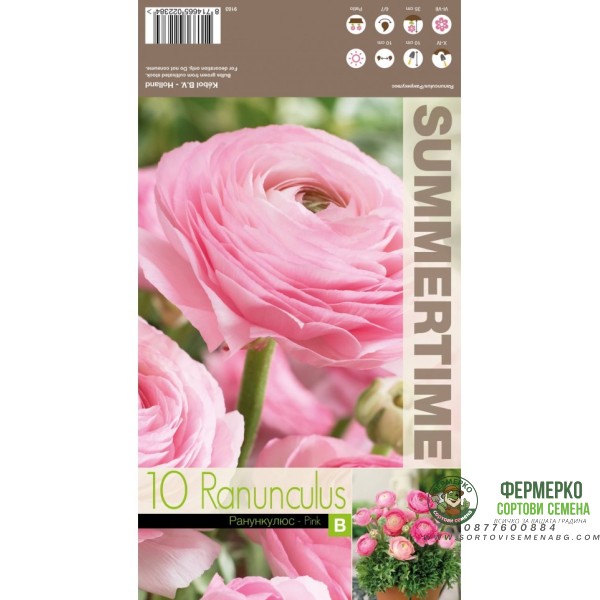 Лютиче Розово Ranunculus Pink - 10 бр луковици