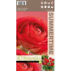 Лютиче Червено Ranunculus Red - 10 бр луковици