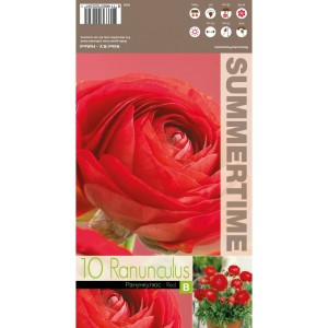 Лютиче Червено / Ranunculus Red - 10 бр луковици
