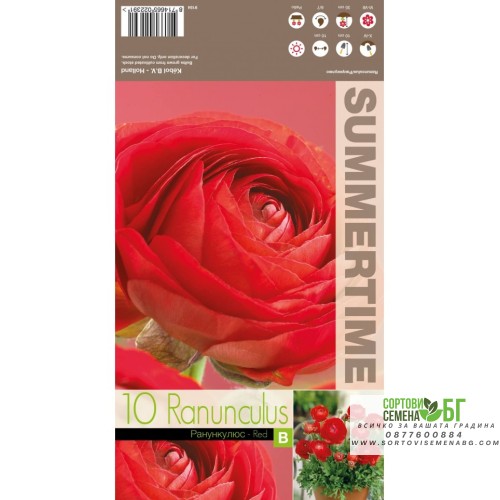 Лютиче Червено / Ranunculus Red - 10 бр луковици