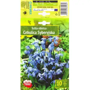 Синчец Сибирски Син / Scilla siberica Blue - 10 бр луковици