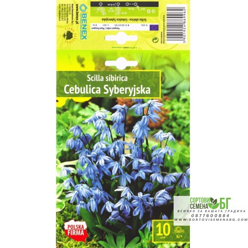 Синчец Сибирски Син / Scilla siberica Blue - 10 бр луковици