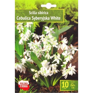 Синчец Сибирски Бял / Scilla siberica White - 10 бр луковици