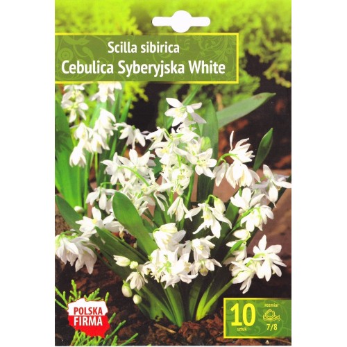 Синчец Сибирски Бял / Scilla siberica White - 10 бр луковици
