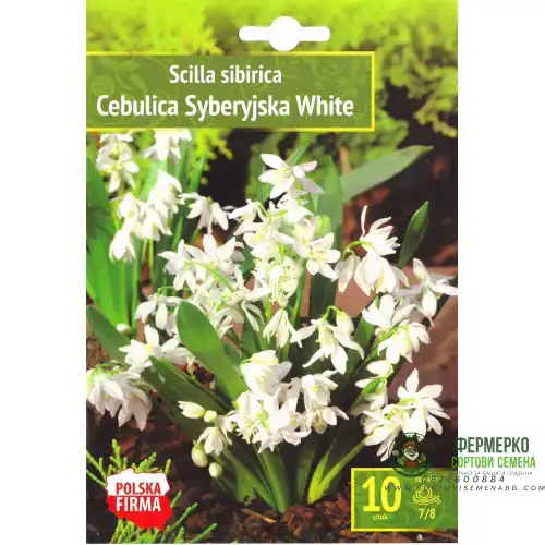 Синчец Сибирски Бял / Scilla siberica White - 10 бр луковици