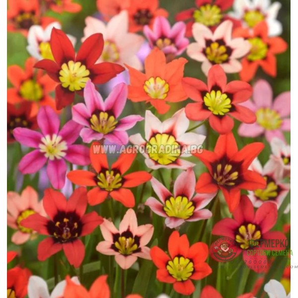 Спараксис Микс Sparaxis Mixed - 10 бр луковици