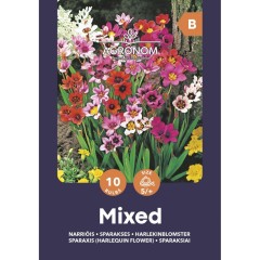 Спараксис Микс Sparaxis Mixed - 10 бр луковици