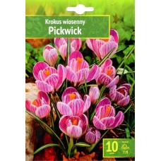 Минзухар Пикуик Crocus Pickwick - 10 бр луковици