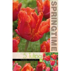 Лале Амейзинг Tulipa Amazing Parrot - 5 бр луковици