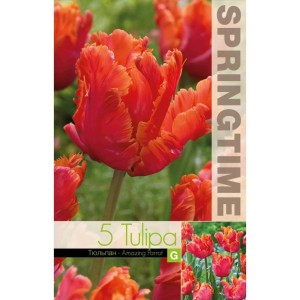 Лале Амейзинг / Tulipa Amazing Parrot - 5 бр луковици