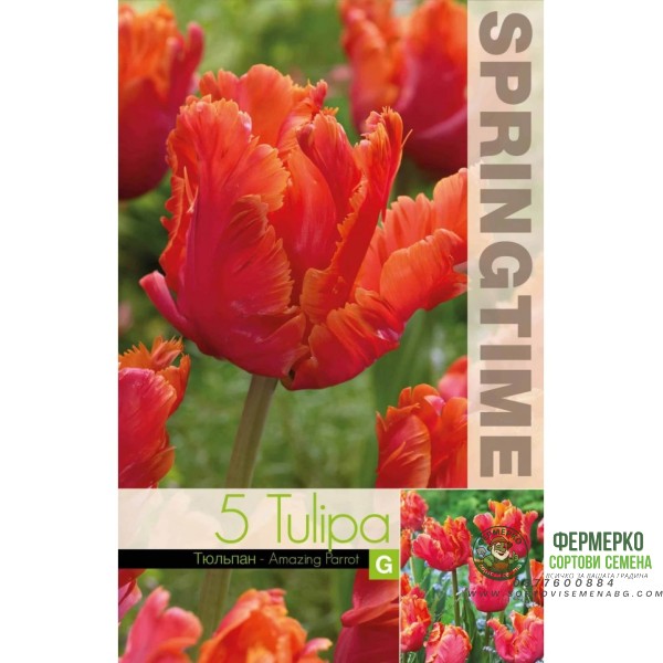 Лале Амейзинг Tulipa Amazing Parrot - 5 бр луковици
