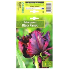 Лале Черен папагал Tulipa Black Parrot - 5 бр луковици